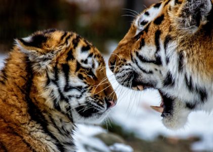 Tiger Mom Misconceptions